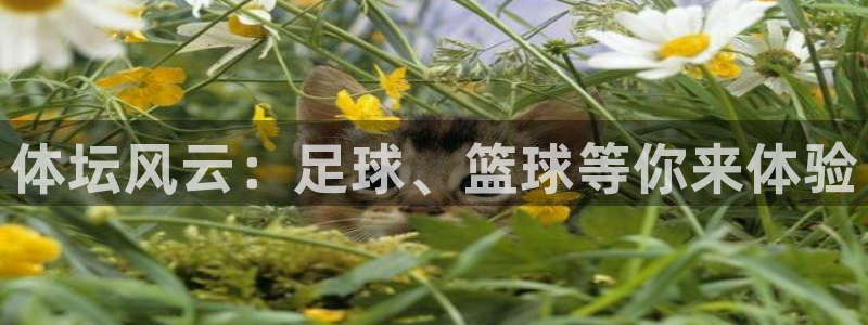 必发官方正版app集团logo：体坛风云：足球、篮球