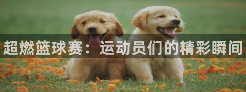 必发官网下载平台假的吗是真的吗吗：超燃篮球赛：运动员